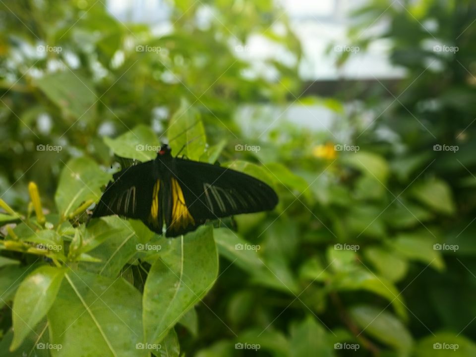 Random Injured Butterfly