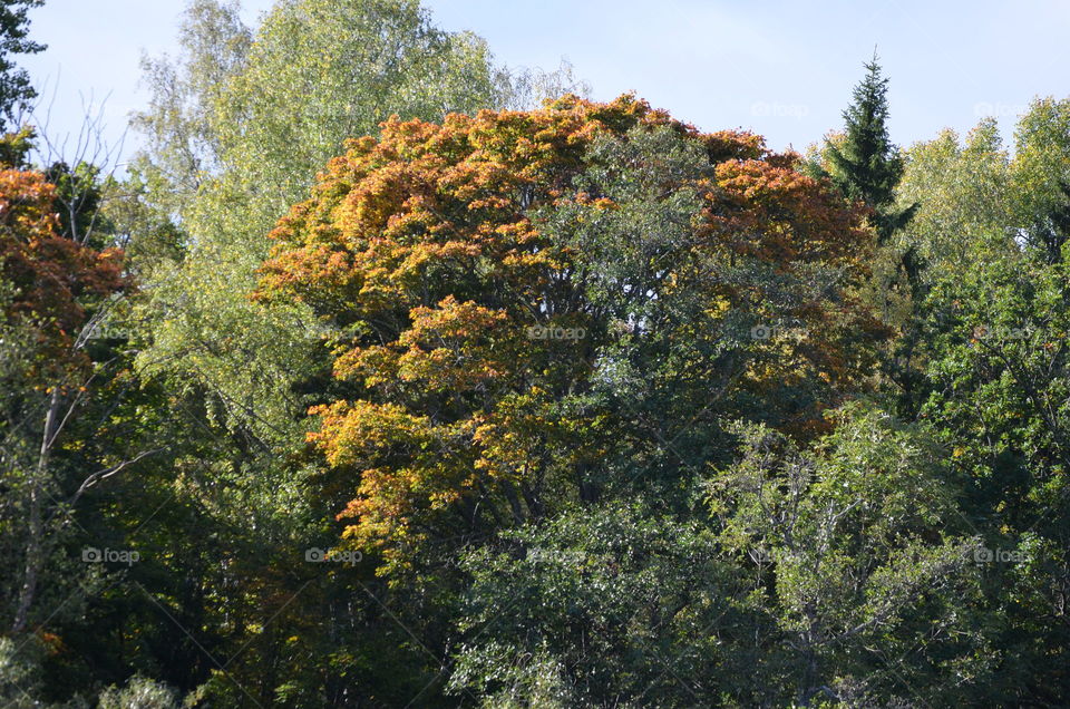 Tree, Leaf, Fall, Landscape, Nature