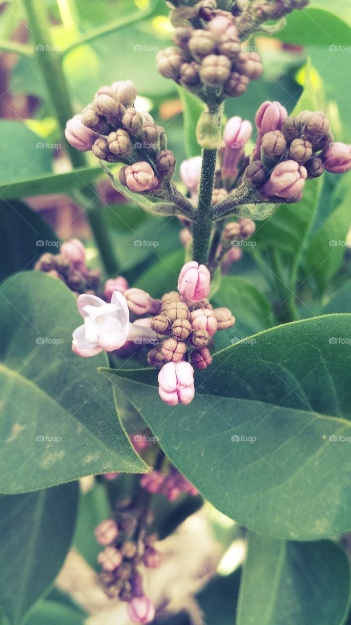 lilac blooms