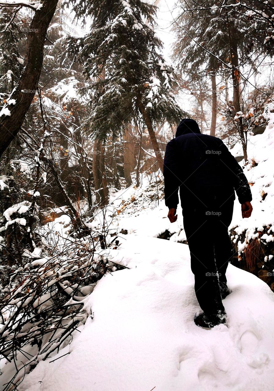 snow walking through jungle