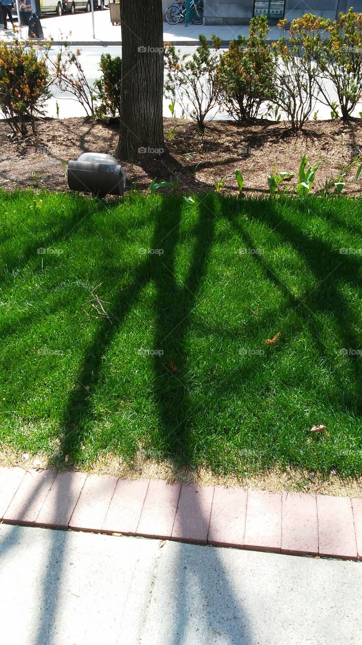 spring. shadow. green