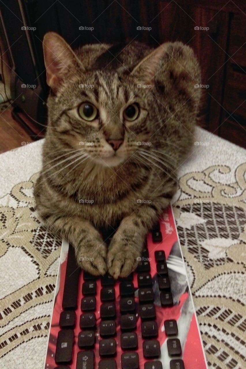 Keyboard cat