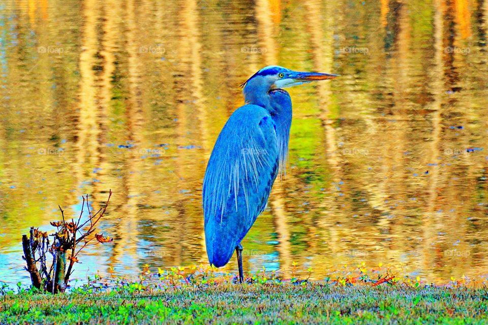 Blue heron at lake side