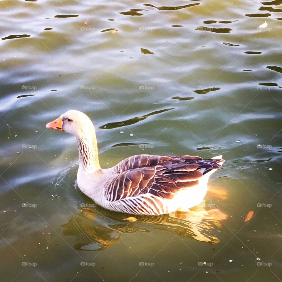 #Gansos!
Neste laguinho podem nadar com toda a tranquilidade.
🦆 
#natureza #Fotografia #paisagem