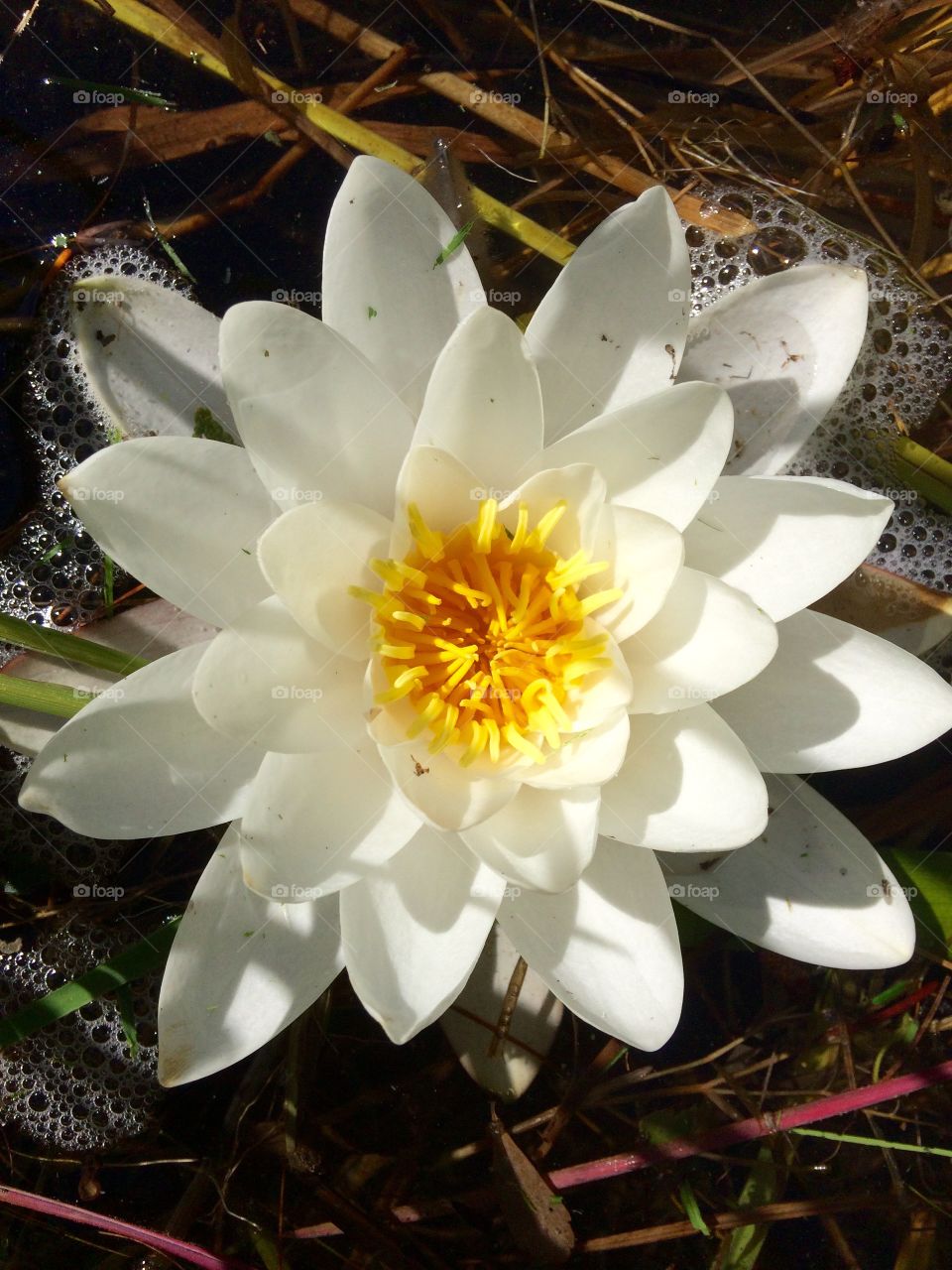 View of floating white water lily