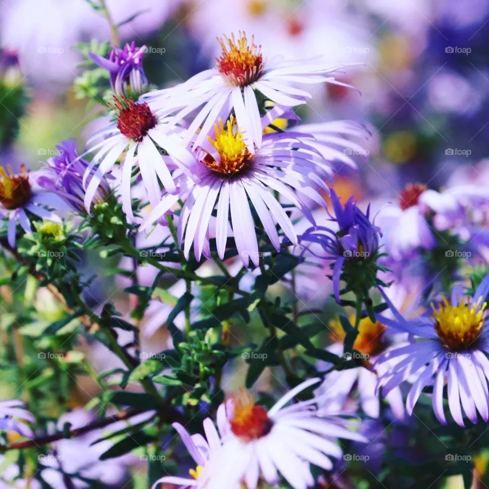 purple wild flowers