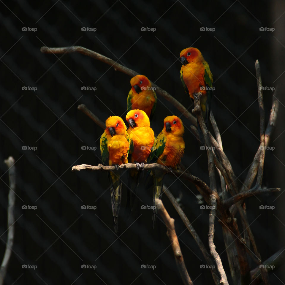 Three colorfull parrots on a branch in the planckendael zoo in Belgium