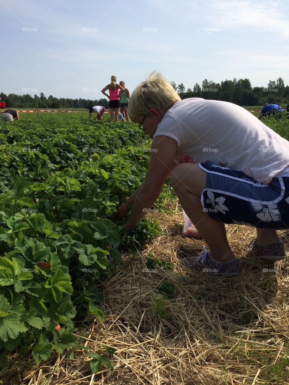The strawberry patch