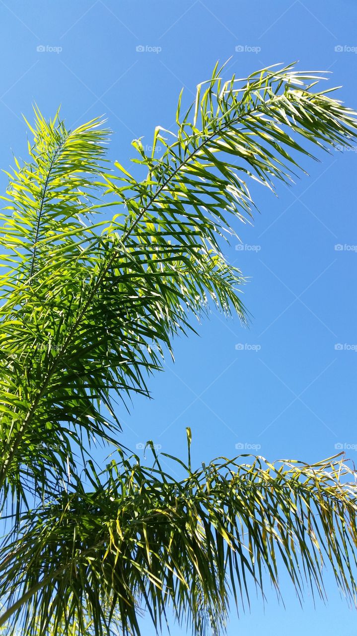 Palm Fronds