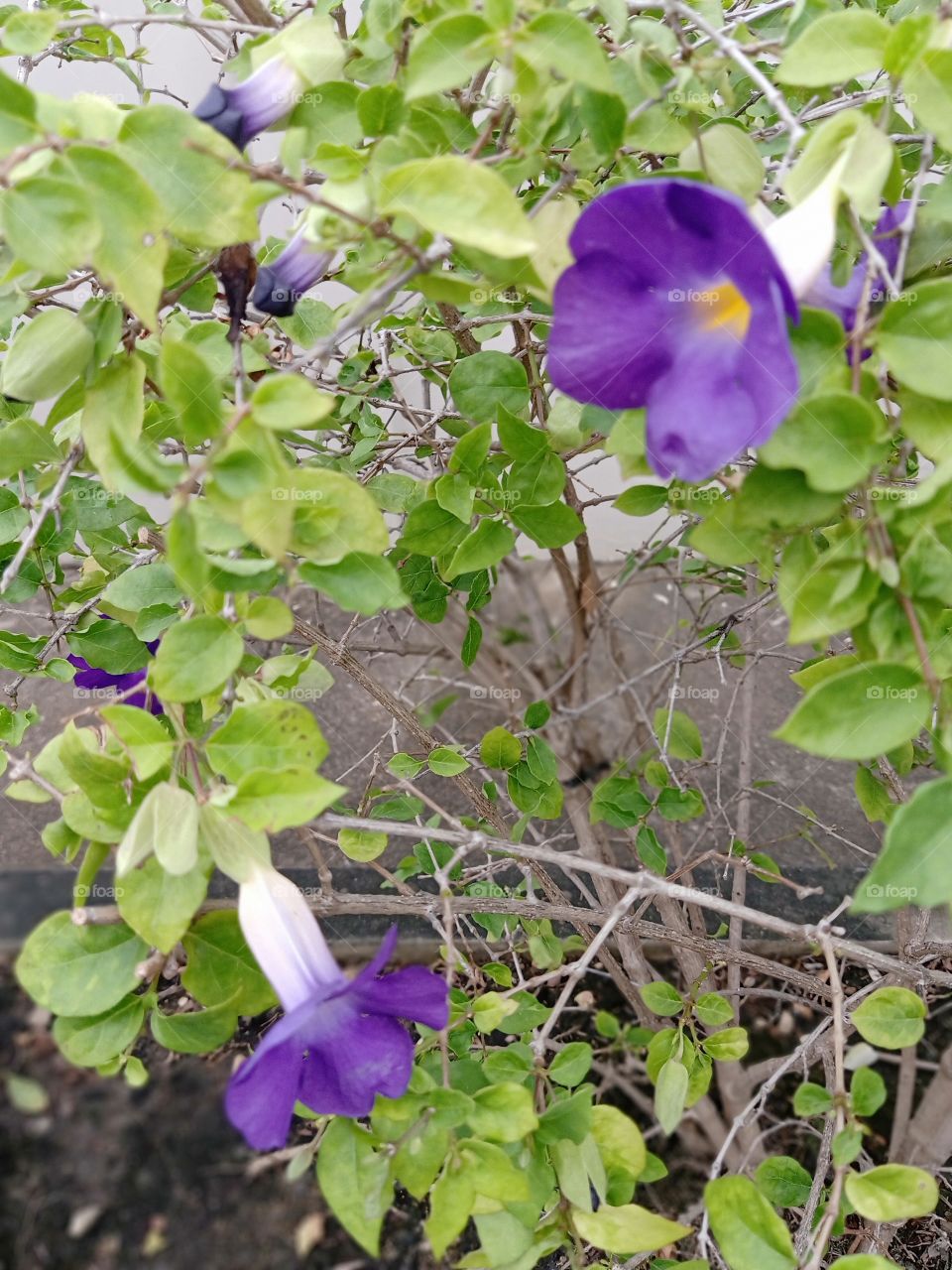 Beautiful Purple Pea flowers