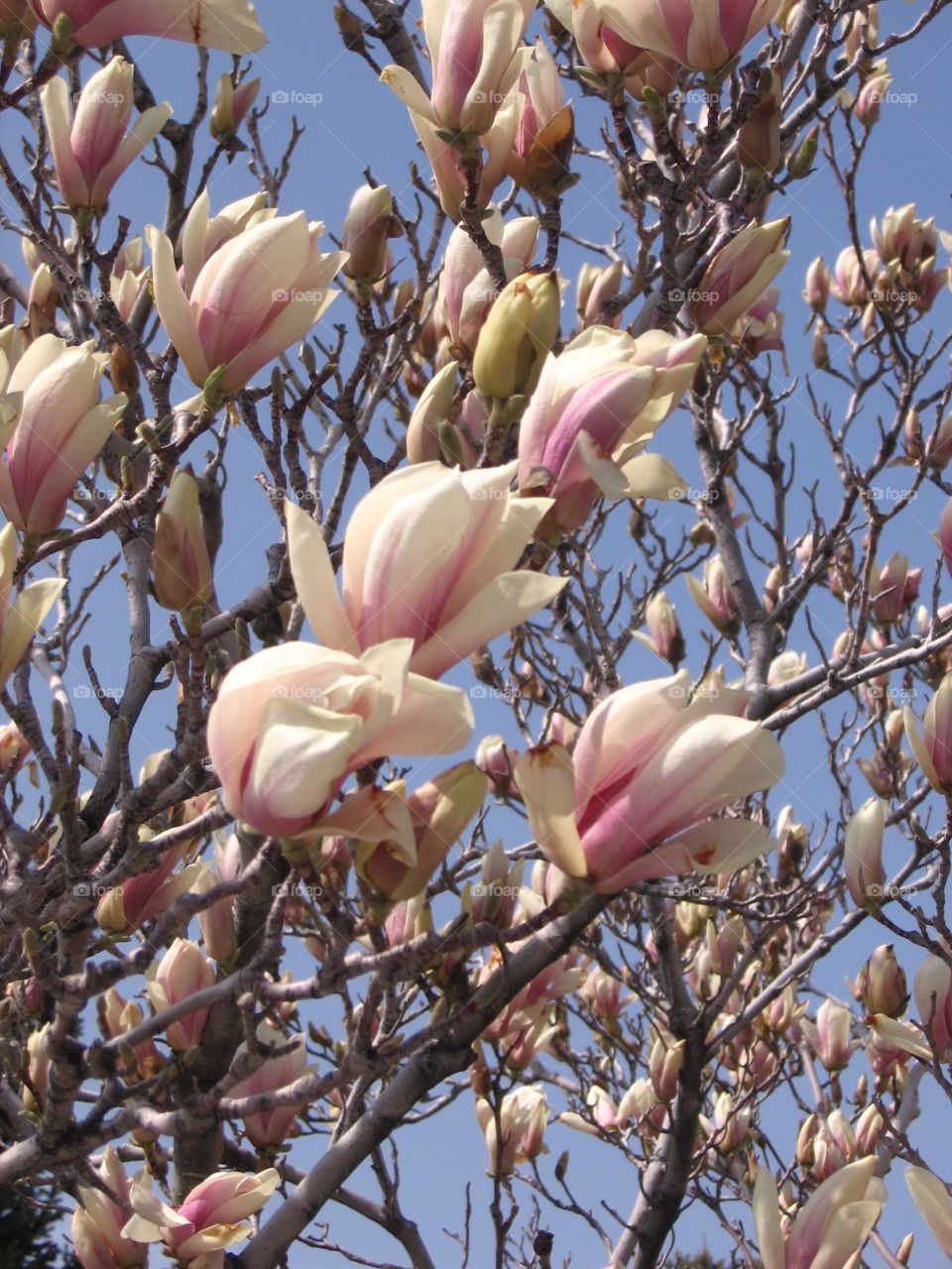 Magnolia Blossoms