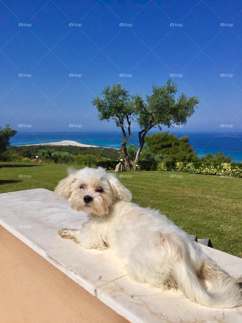 Sunbathing with my dog 