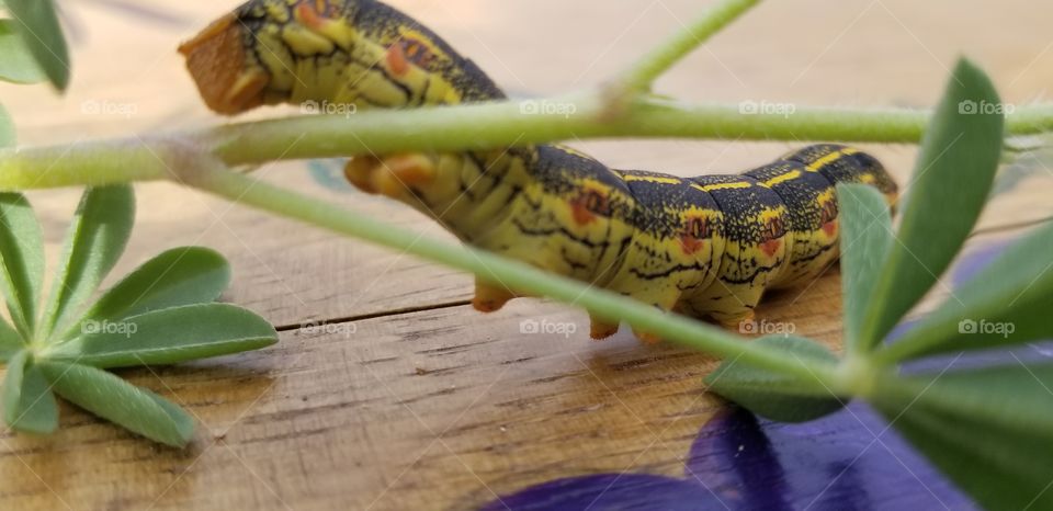 pretty ugly caterpillar