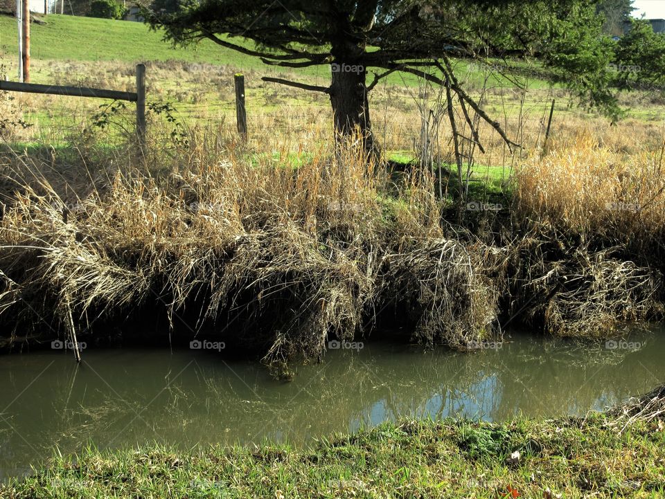 reflections with tree