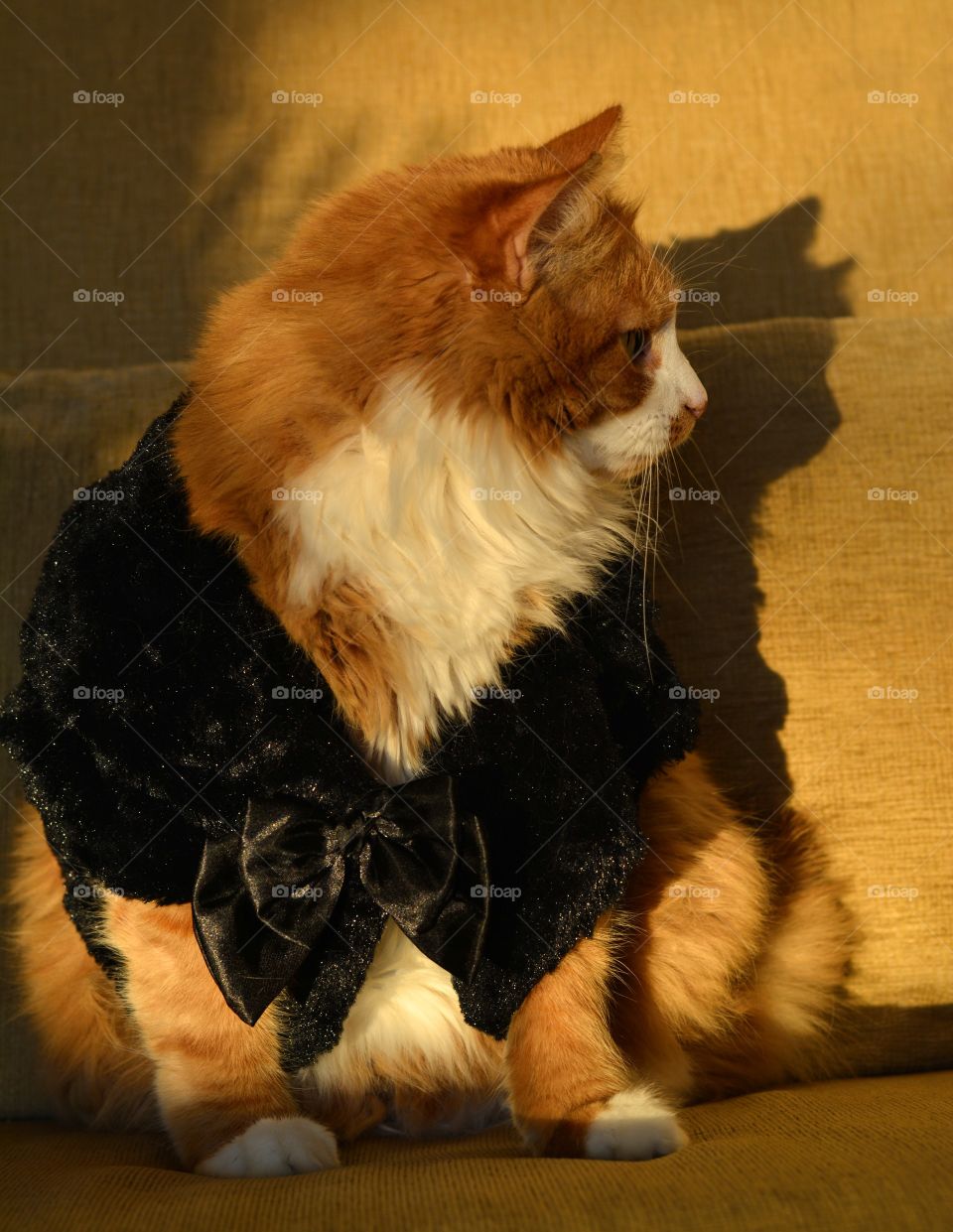 cat funny beautiful profile portrait in black vest in the sunlight and shadows, love pet