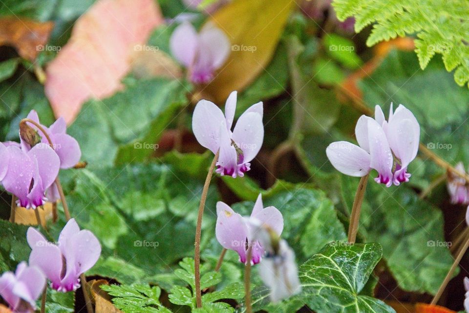 purple crocus flowers in spring
