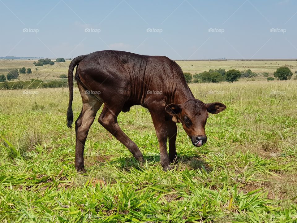 Nguni Cow Calf