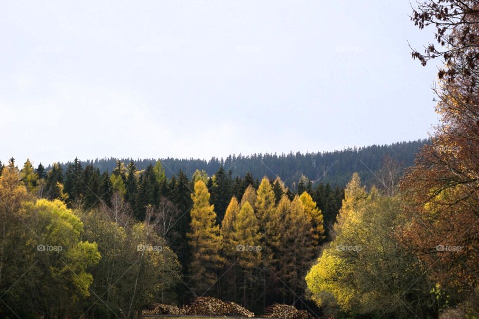 Forest#autumn#colors#trees