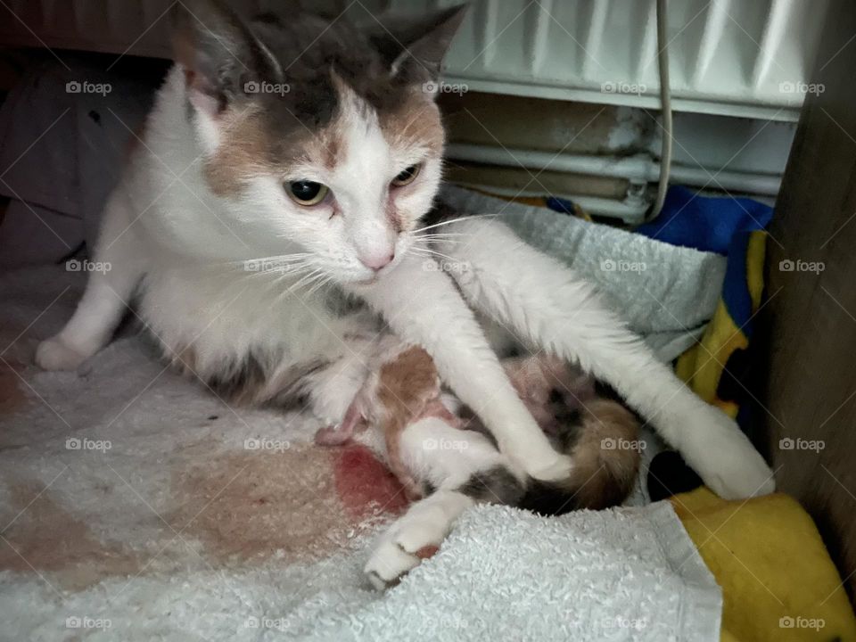 When you found a cat and then she is pregnant and desides to give babies to you😱