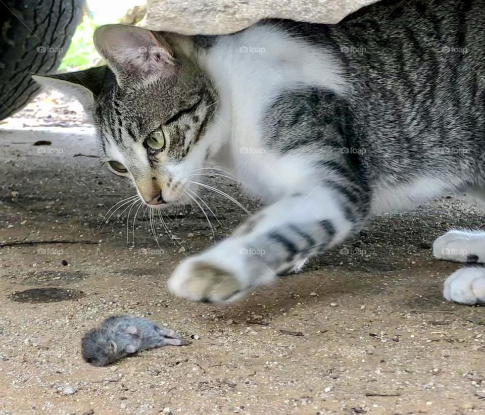 A cat playing with a dead mouse