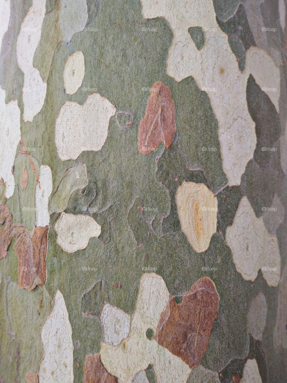 Platanus Plane Tree Bark Texture