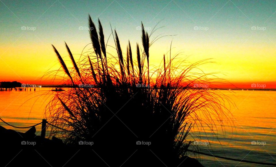 Silhouetted plant growing near lakeshore