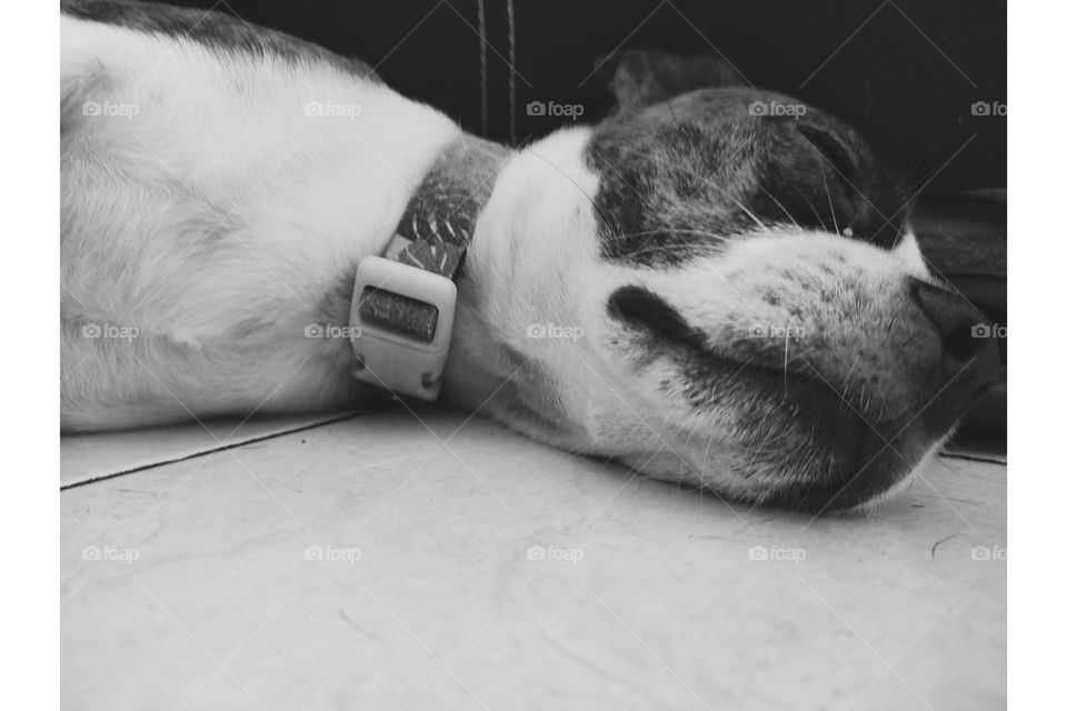 siempre zoro durmiendo