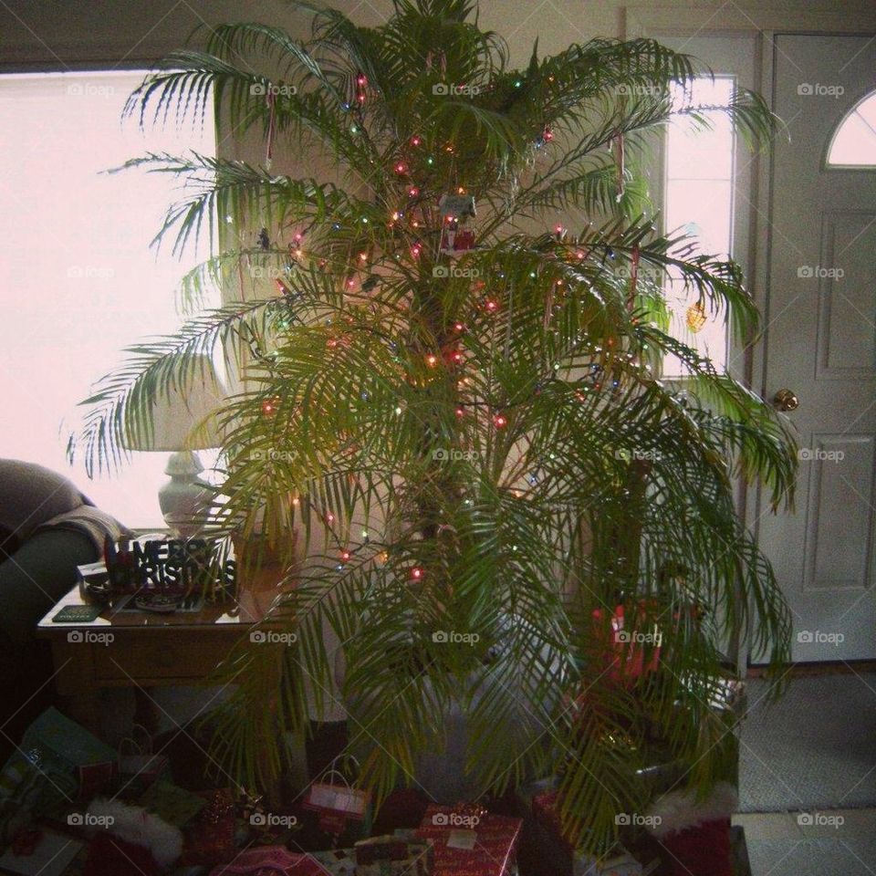 Palm tree Christmas 