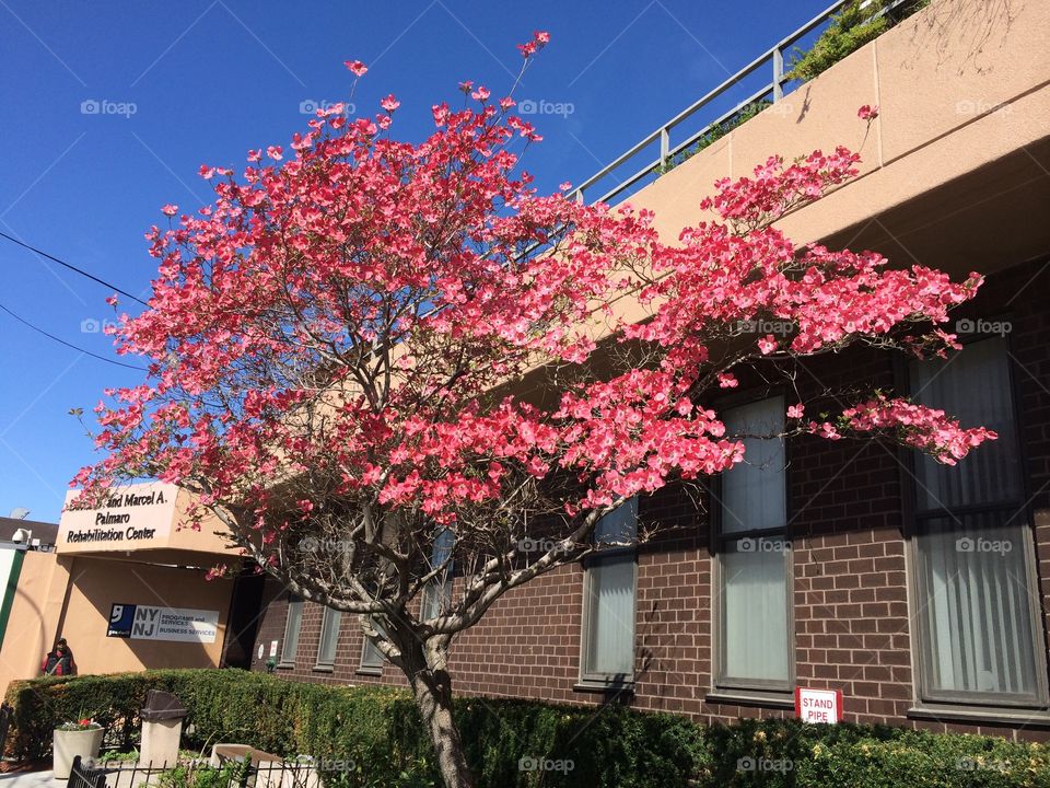 Pink blossom trees in spring 