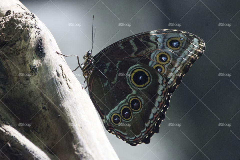 Brown colorful butterfly on tree trunk, from the side 