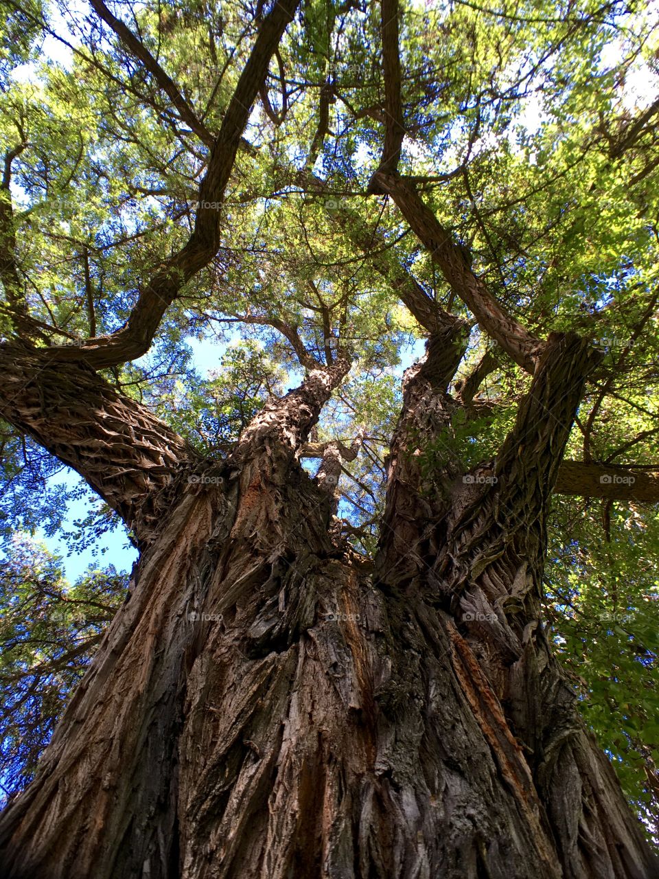 Huge Tree