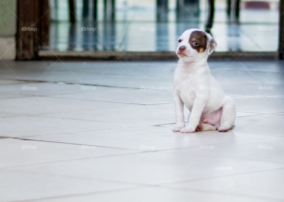 posando de cão de guarda