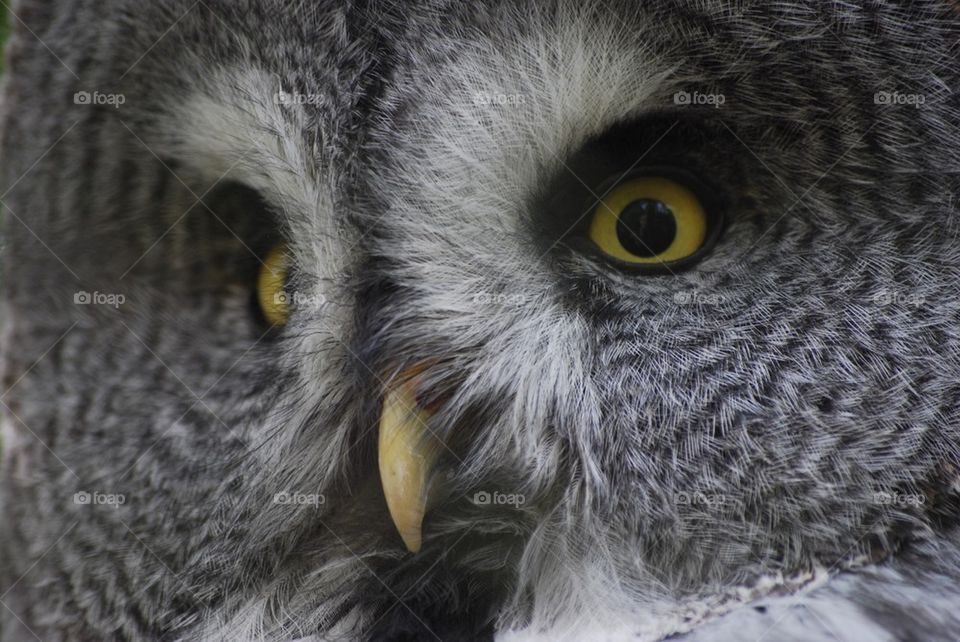 Great Grey Owl