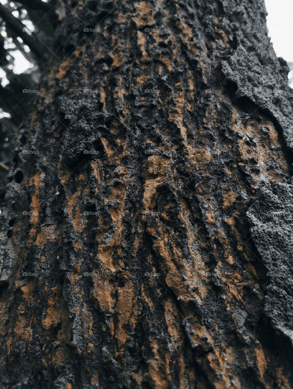 abstract natural background of dry tree