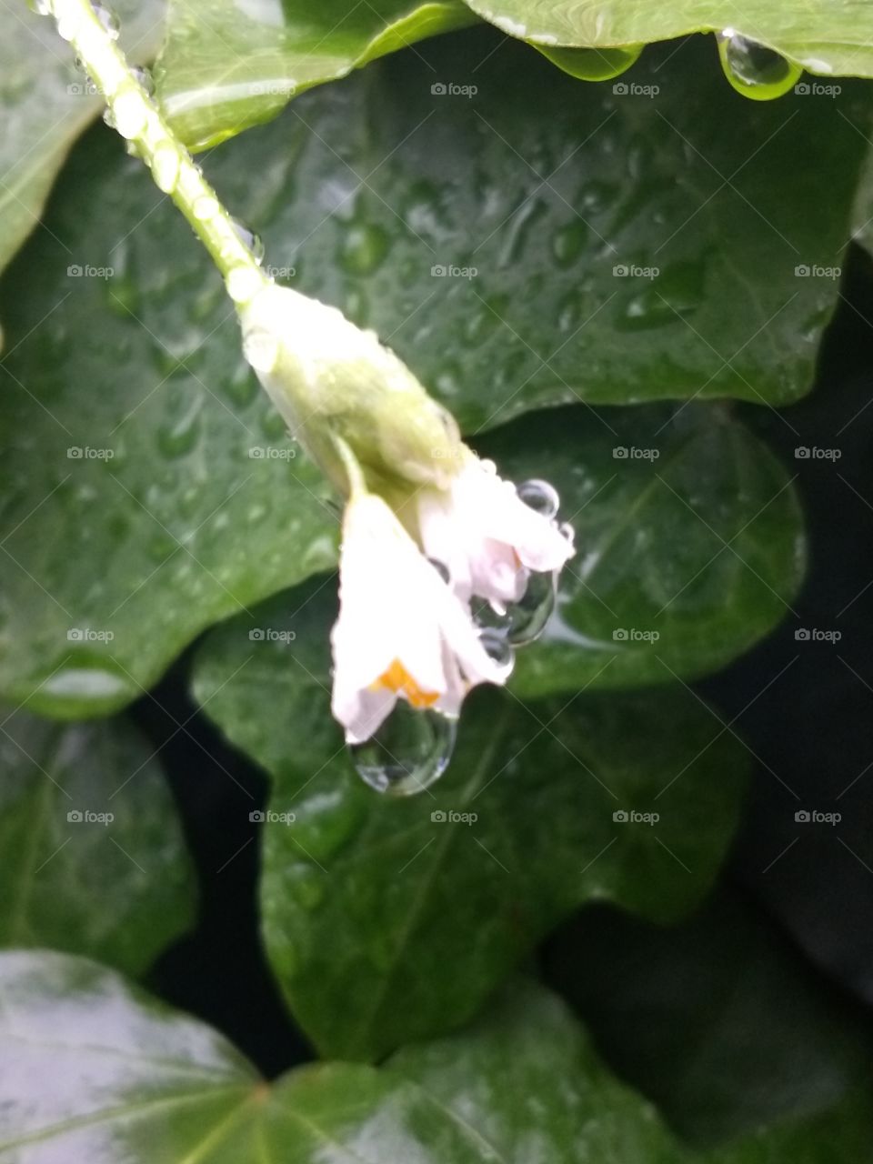 flower and water drops