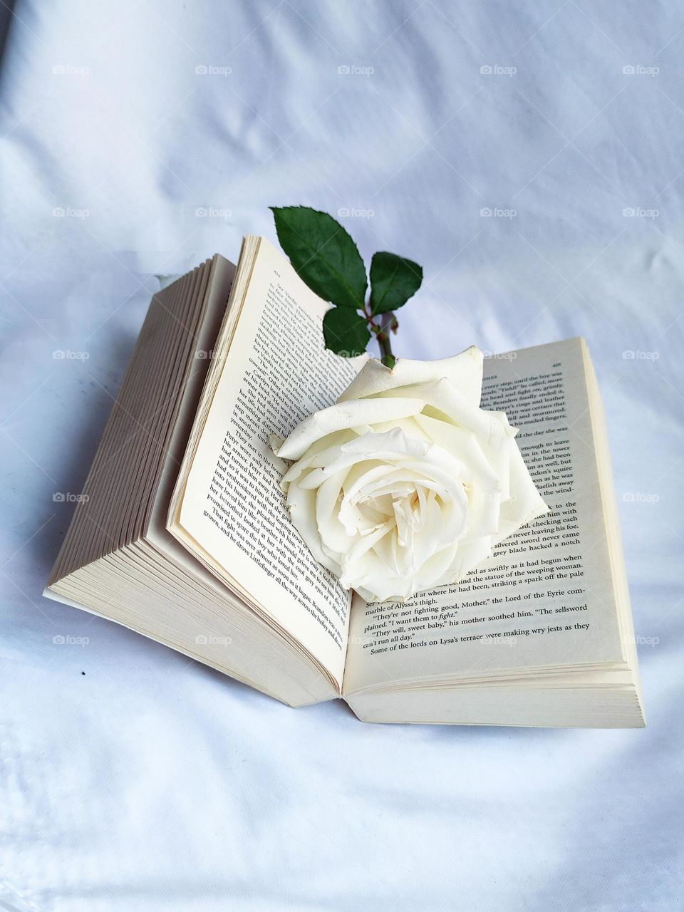 Plants.  An open book lies on a white background.  On the pages lies a white rose