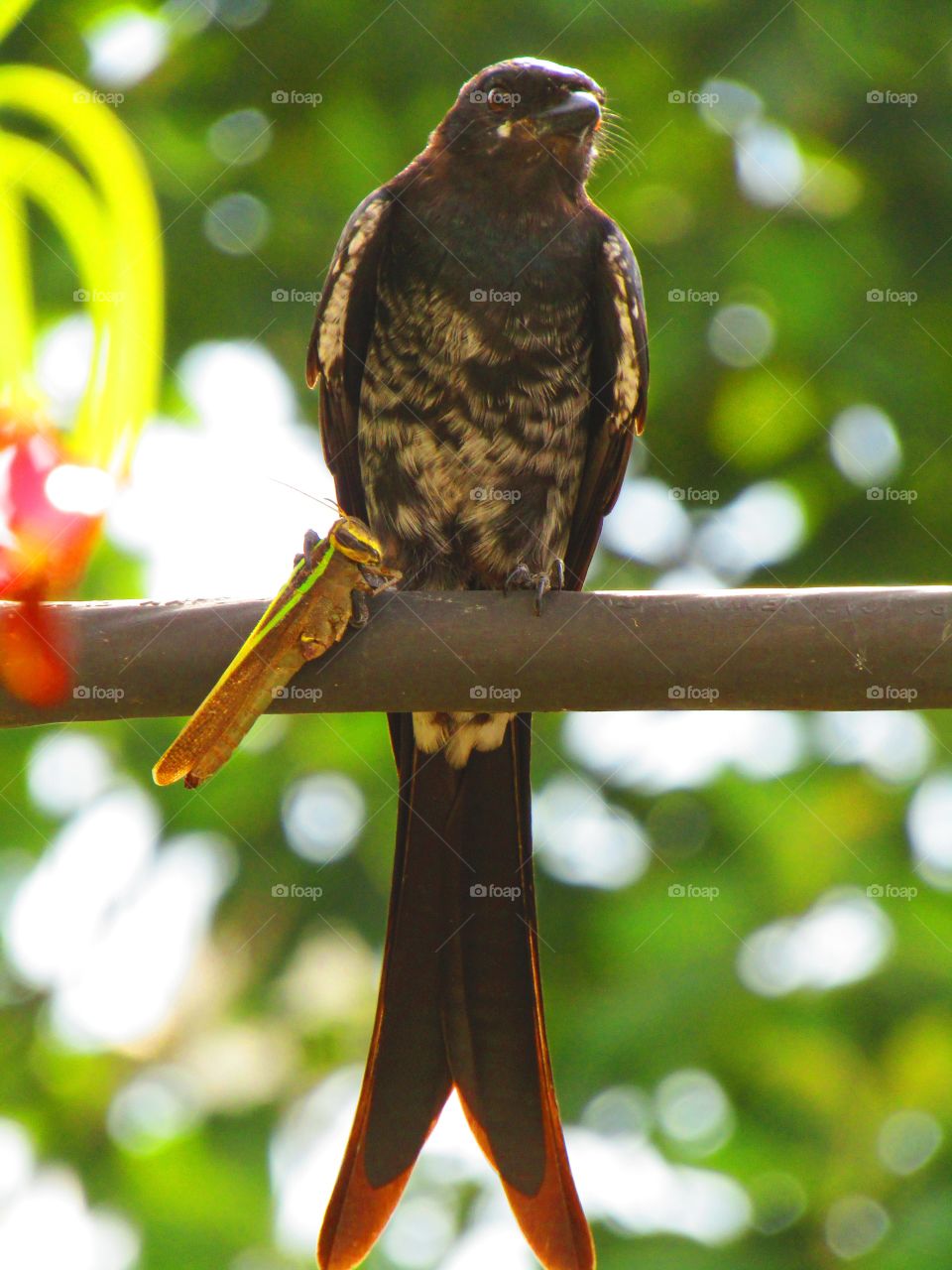 Black drongo eating a grasshopper.
The black drongo (Dicrurus macrocercus) is a small Asian passerine bird of the drongo family Dicruridae.