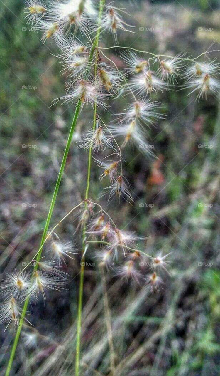 Amorseco is one type of grass grow in grasslands of Asian country like Philippines. When it's time to bloom,this grass flower look so amazing on its cotton like texture.