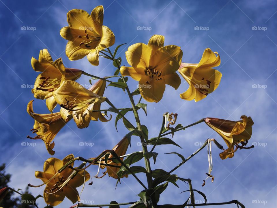 Sky Lillies