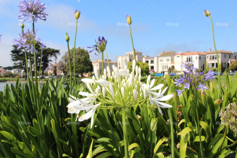 Flowers at the Palace of Fine Arts, San Francisco