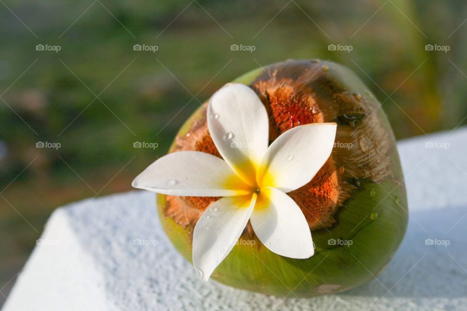 Frangi pangi flower in coconut