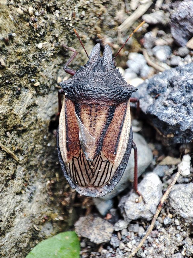 Bugs