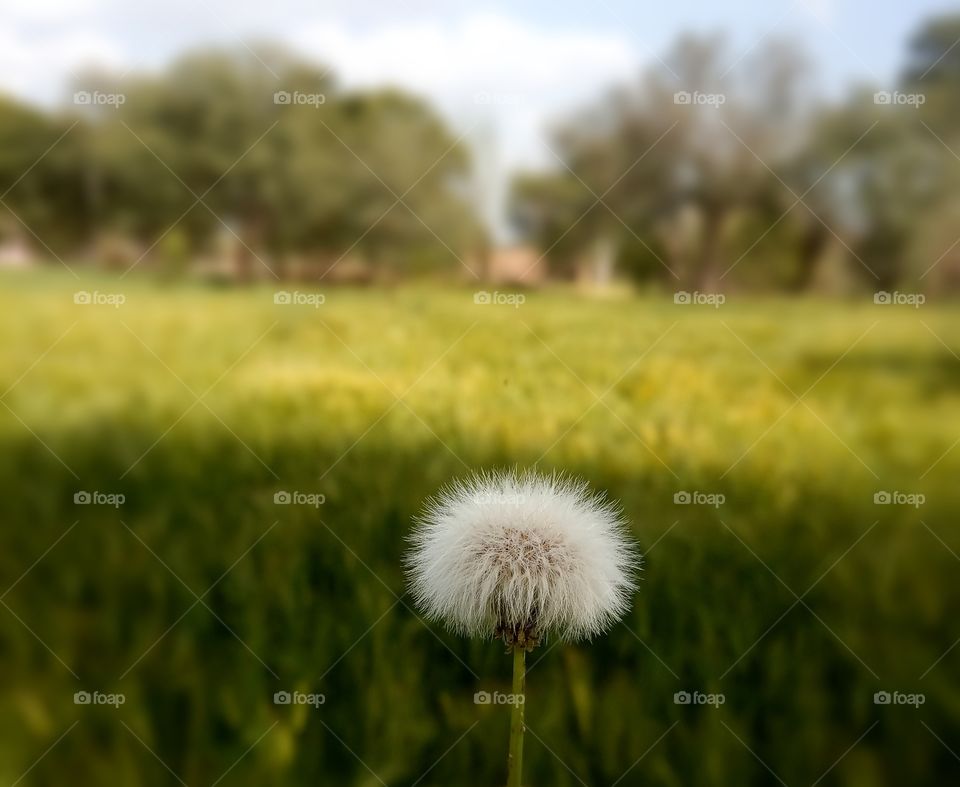 Not only flower but also beautiful