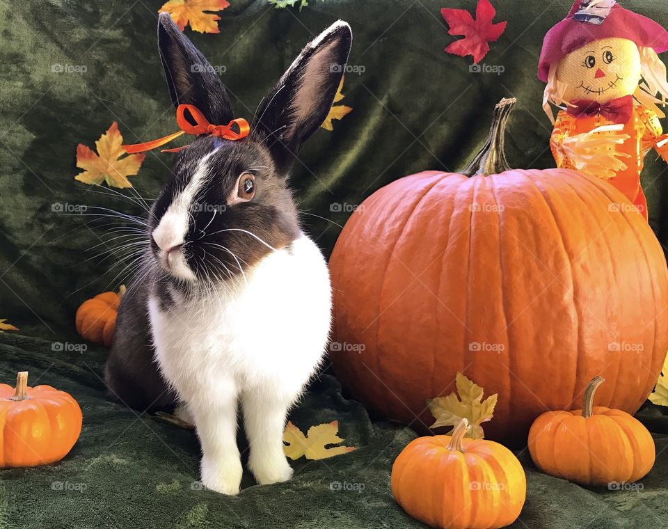 Thanksgiving pumpkins and bunny rabbit