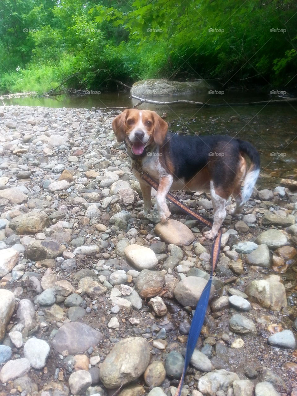 Beagle Hike