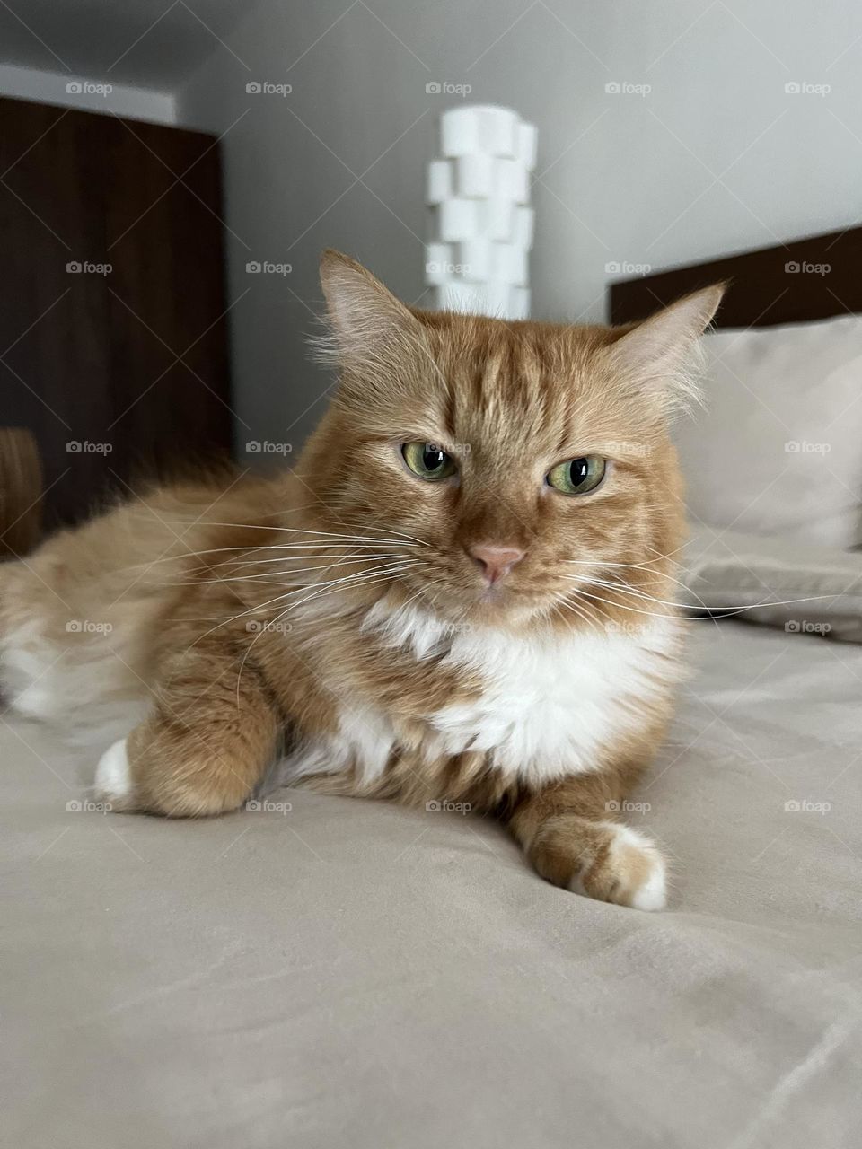 Miumiu the fluffy orange cat