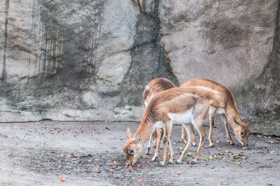 Deers In The Zoo
