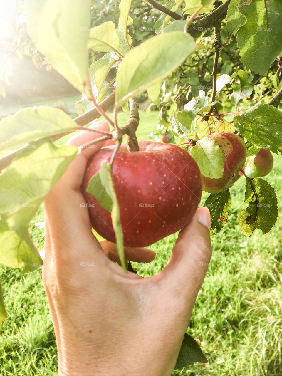 Apple harvest 