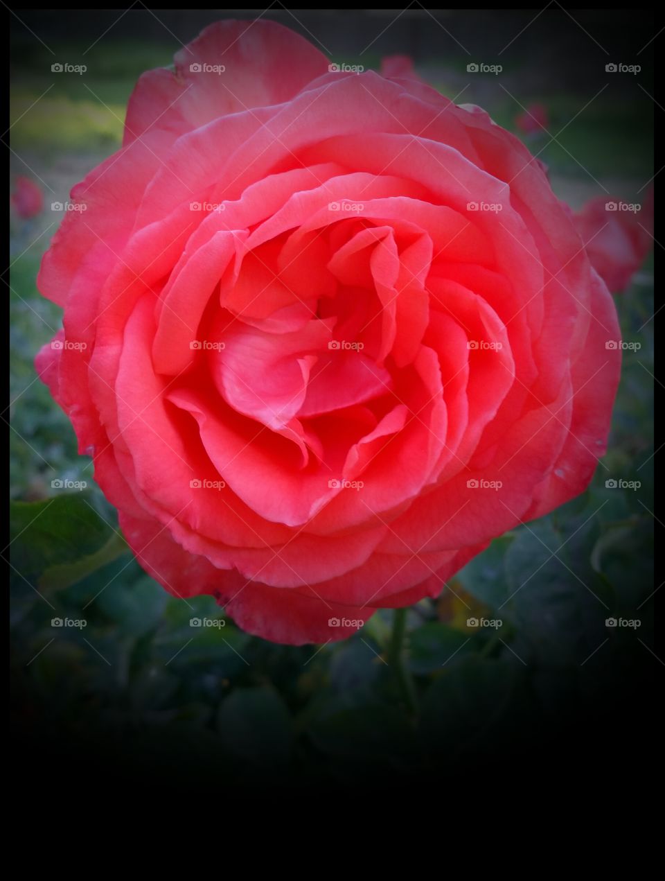 Roses straight from the garden