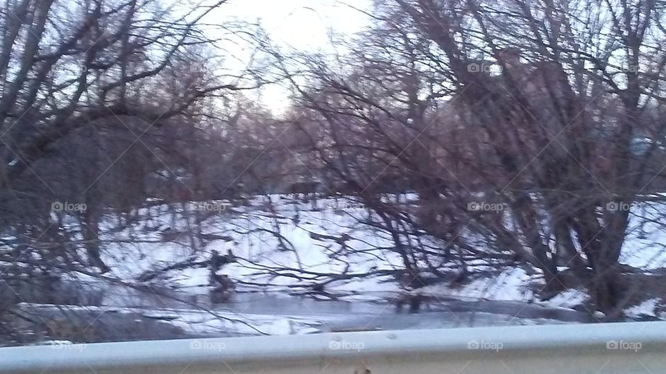 Winter, Snow, Tree, Cold, Weather